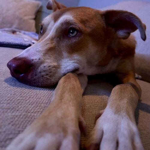 Enlarge PIPPI, a Adoptable mixed breed in San Juan Capistrano, CA image 5/6