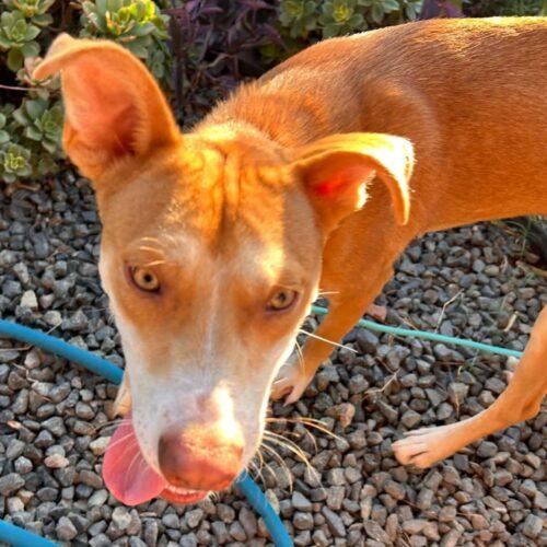Enlarge PIPPI, a Adoptable mixed breed in San Juan Capistrano, CA image 6/6