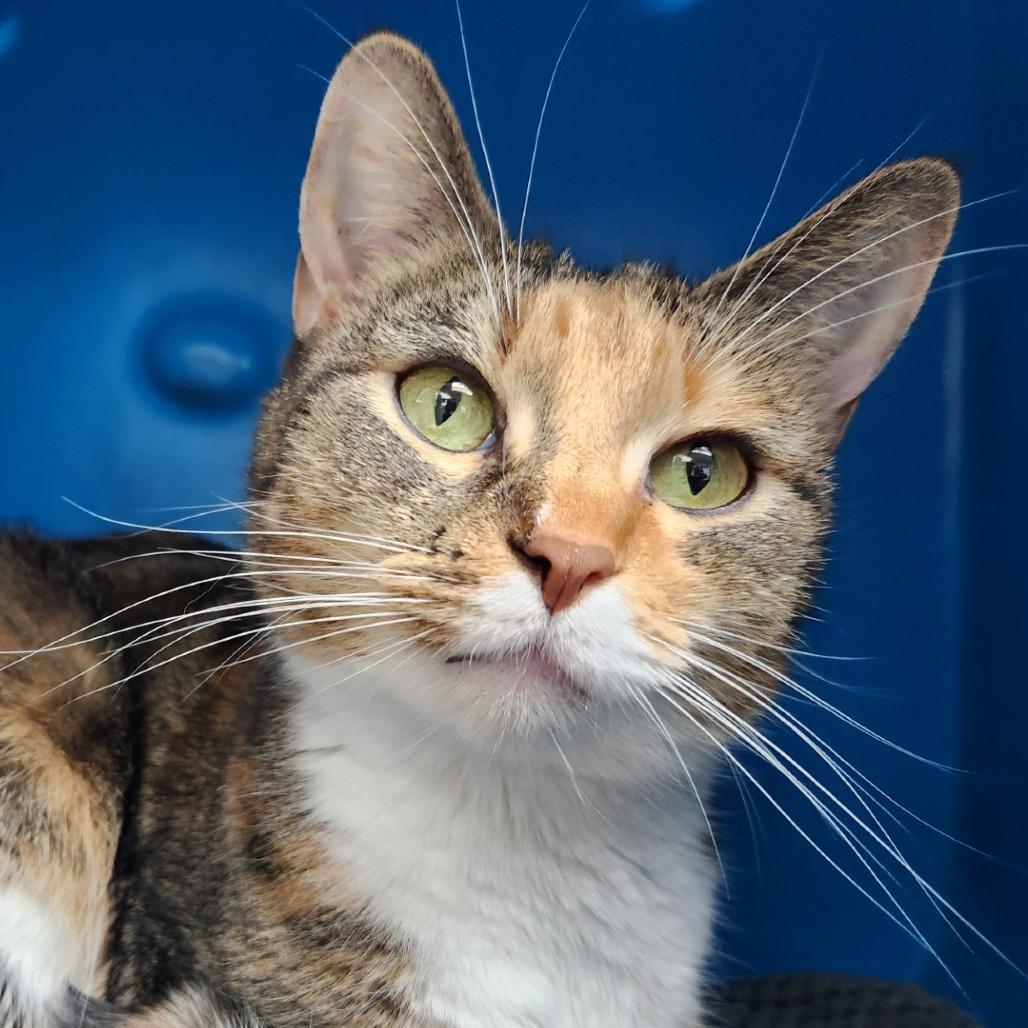 Cheeto, Adoptable, Adult Female Domestic Short Hair.