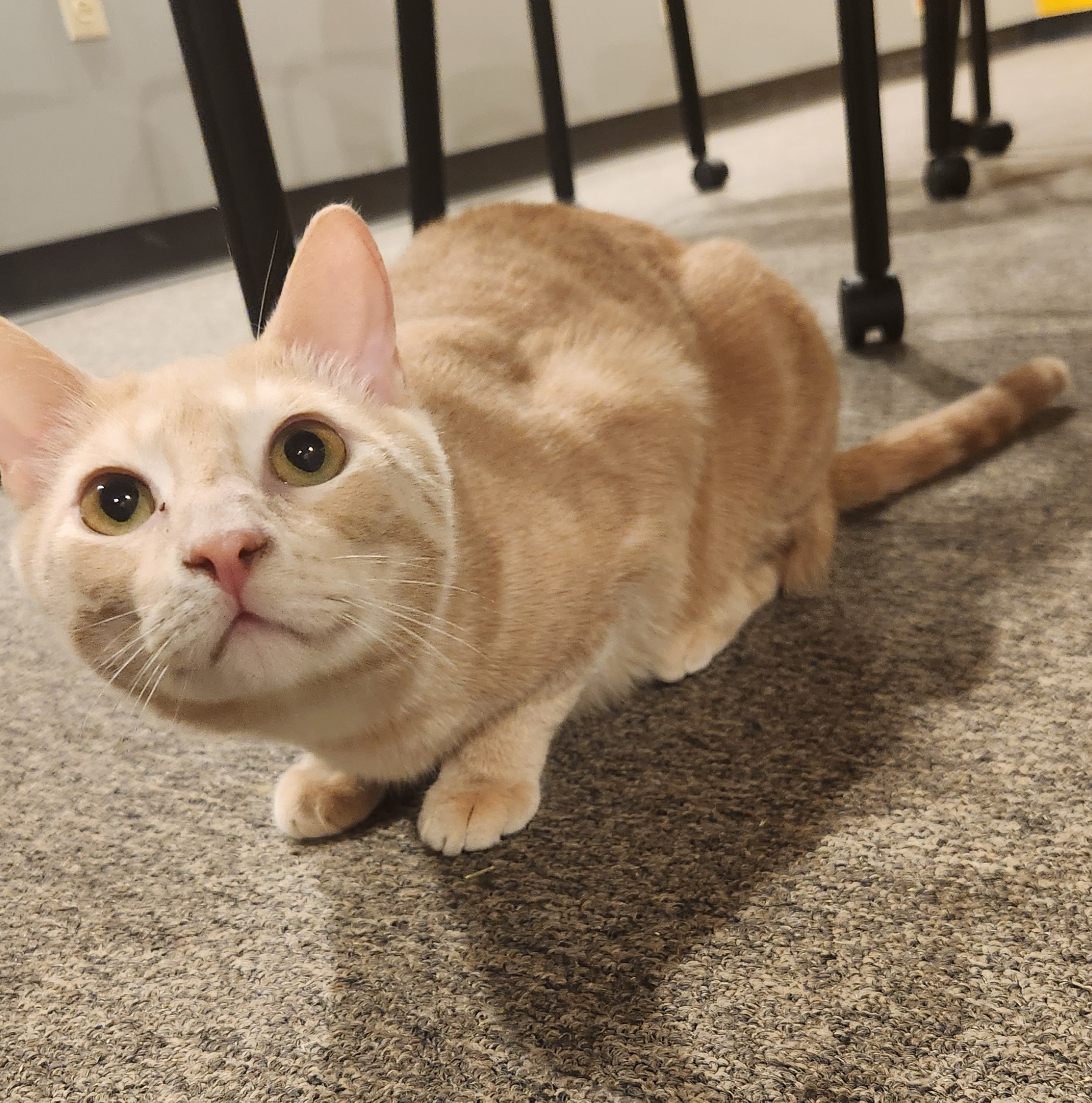 Enlarge Gato, a Adoptable Domestic Short Hair in Rossville, TN image 3/6