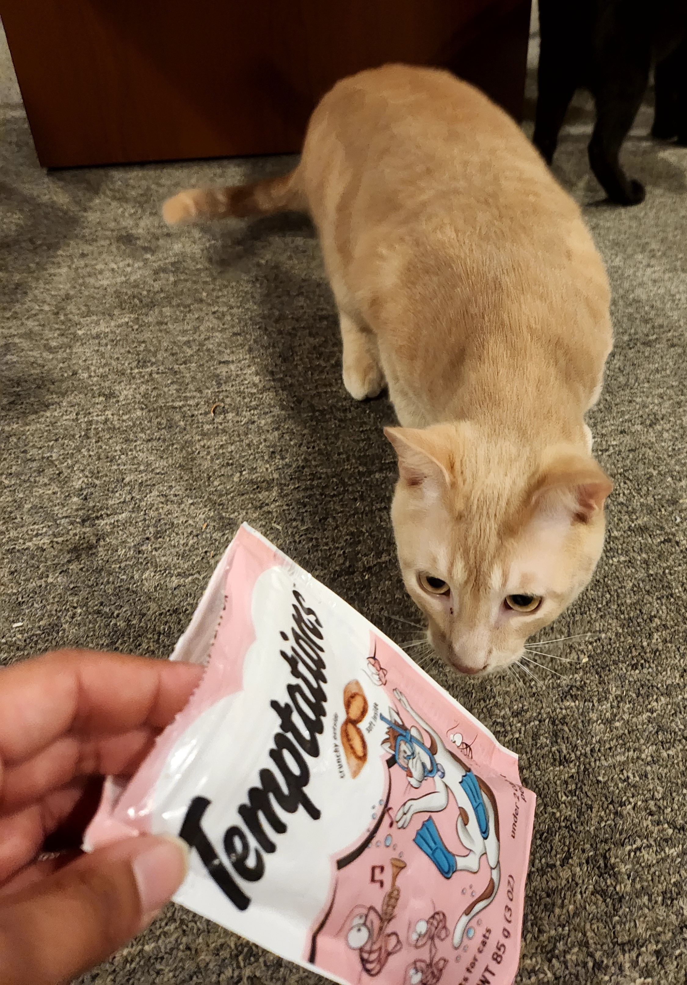 Enlarge Gato, a Adoptable Domestic Short Hair in Rossville, TN image 4/6