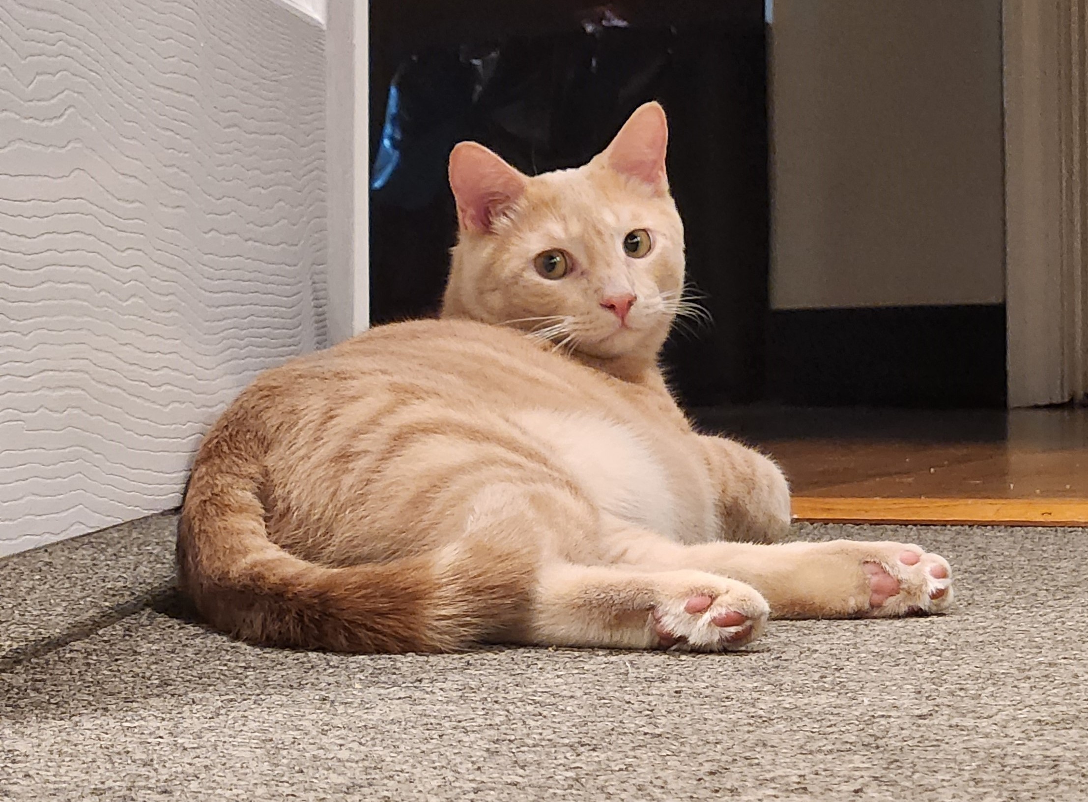 Enlarge Gato, a Adoptable Domestic Short Hair in Rossville, TN image 5/6