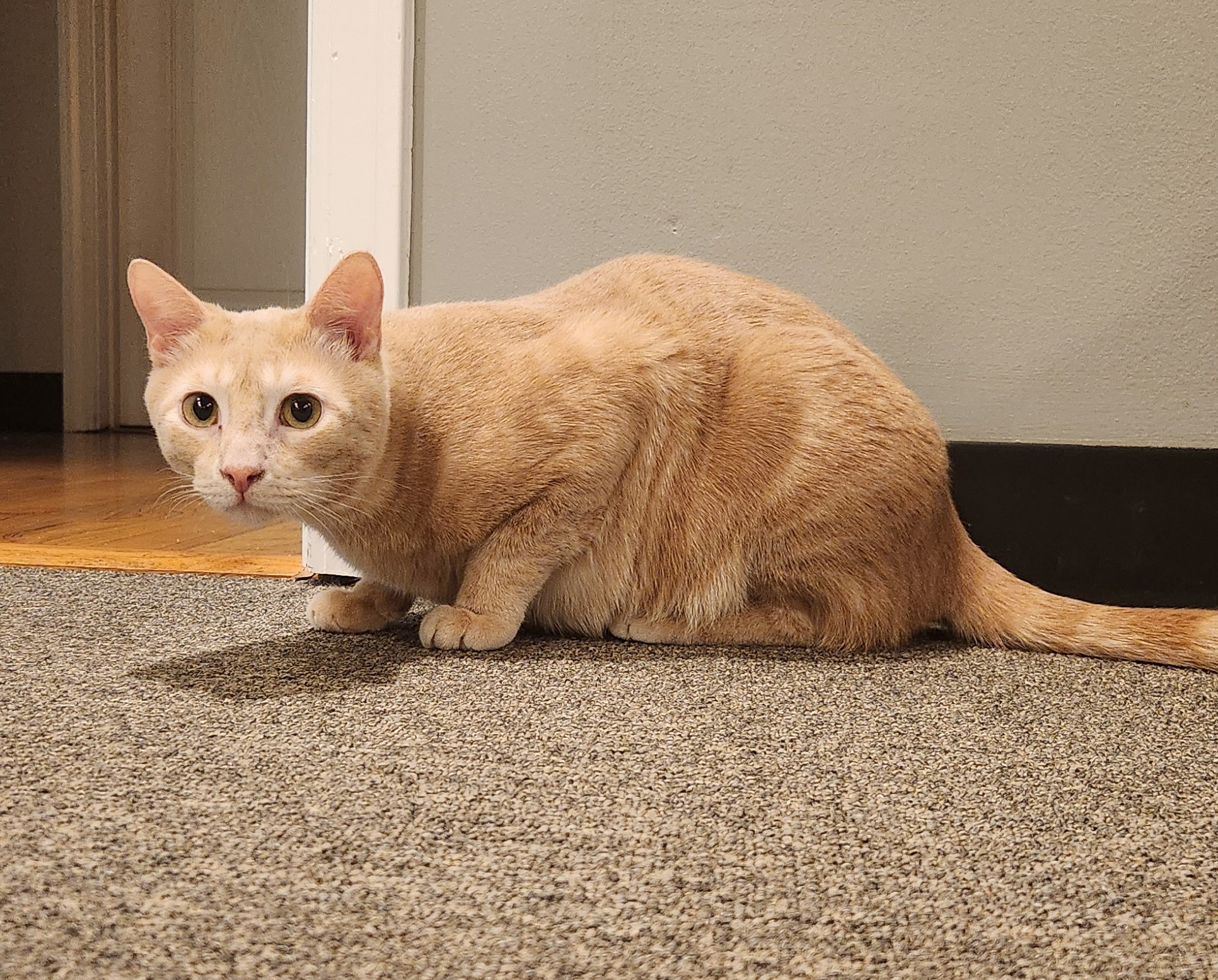 Enlarge Gato, a Adoptable Domestic Short Hair in Rossville, TN image 6/6