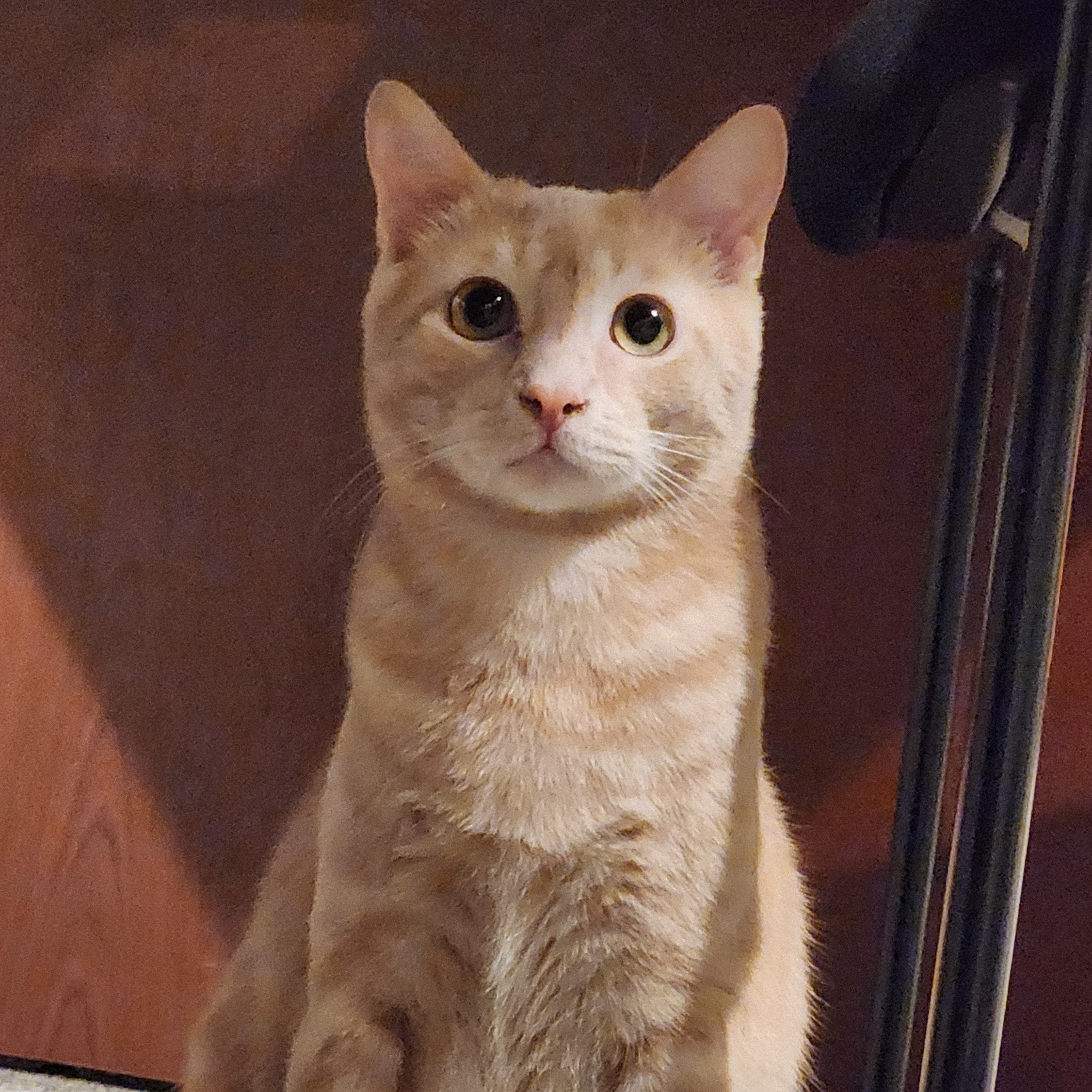 Enlarge Gato, a Adoptable Domestic Short Hair in Rossville, TN image 1/6