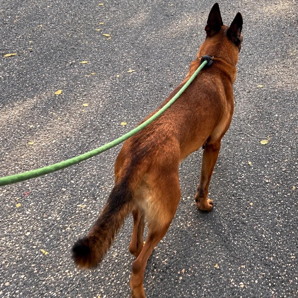 Enlarge Emma, a Adoptable Belgian Shepherd / Malinois in New York, NY image 3/6