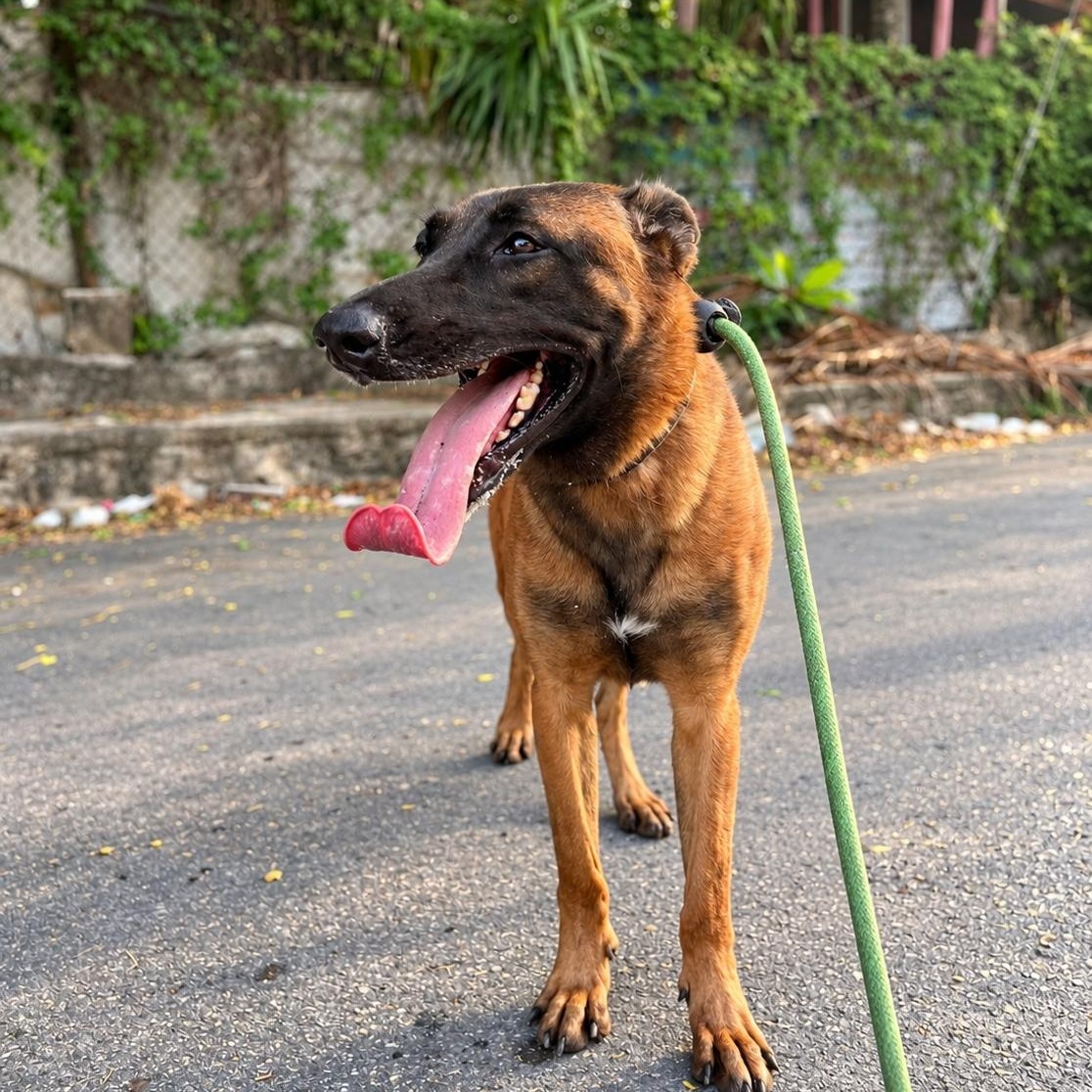 Enlarge Emma, a Adoptable Belgian Shepherd / Malinois in New York, NY image 1/6