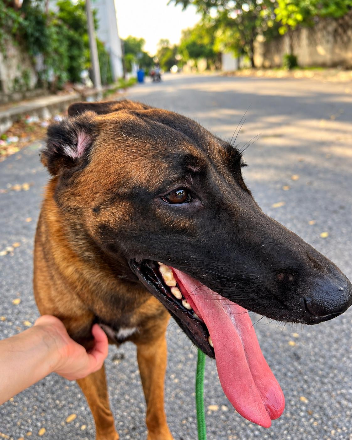 Enlarge Emma, a Adoptable Belgian Shepherd / Malinois in New York, NY image 2/6