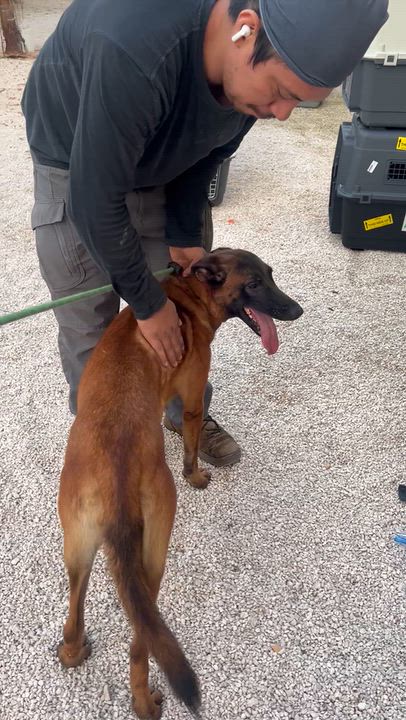 Enlarge Emma, a Adoptable Belgian Shepherd / Malinois in New York, NY video 6/6
