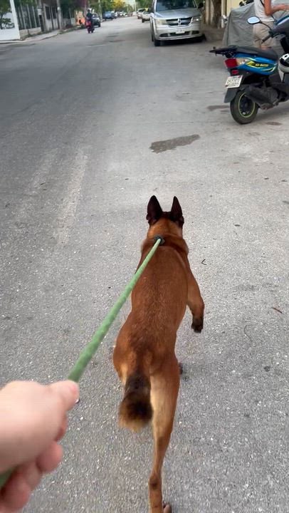 Enlarge Emma, a Adoptable Belgian Shepherd / Malinois in New York, NY video 5/6