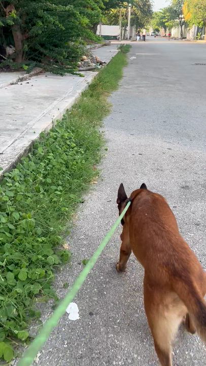 Enlarge Emma, a Adoptable Belgian Shepherd / Malinois in New York, NY video 4/6