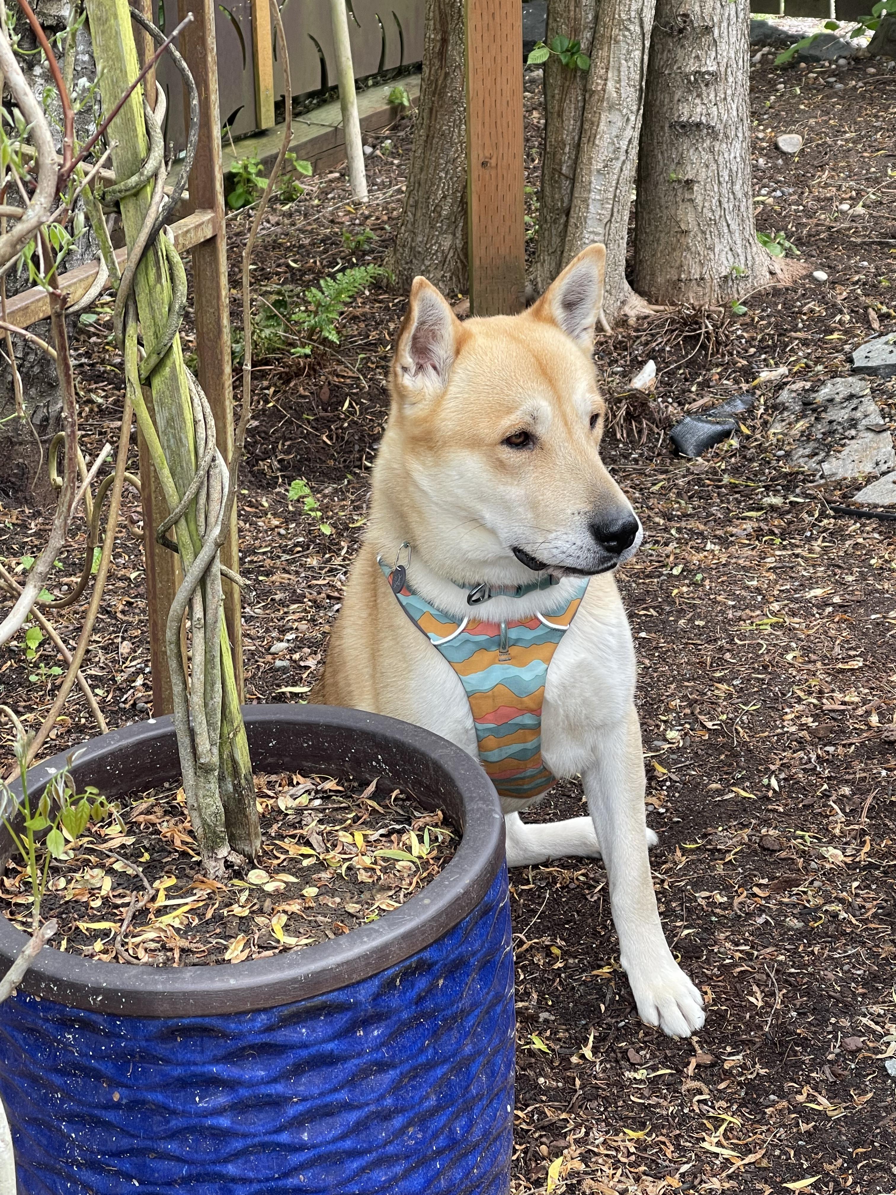 Benito, a Adoptable mixed breed in Seattle , WA image 1/5