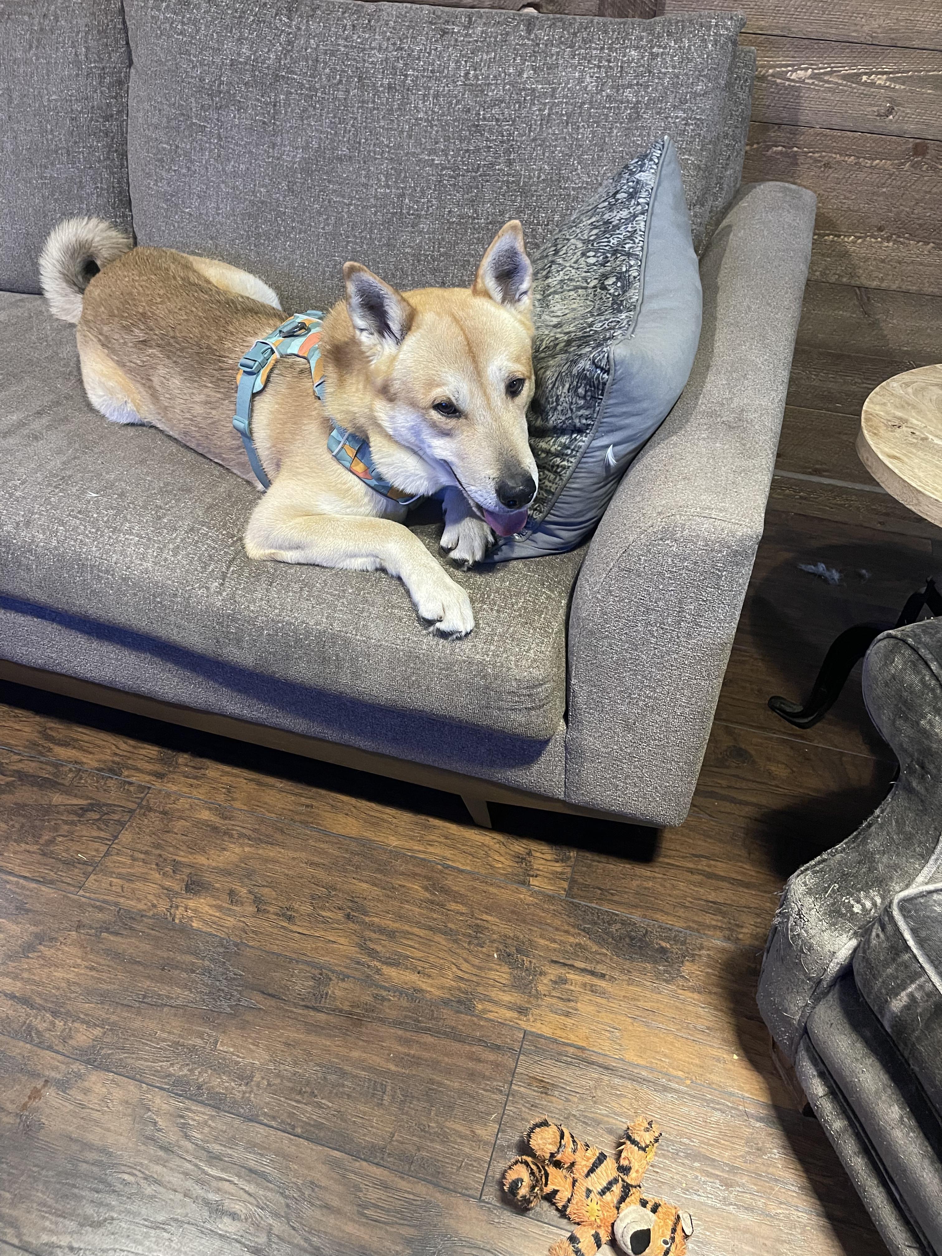 Benito, a Adoptable mixed breed in Seattle , WA image 2/5