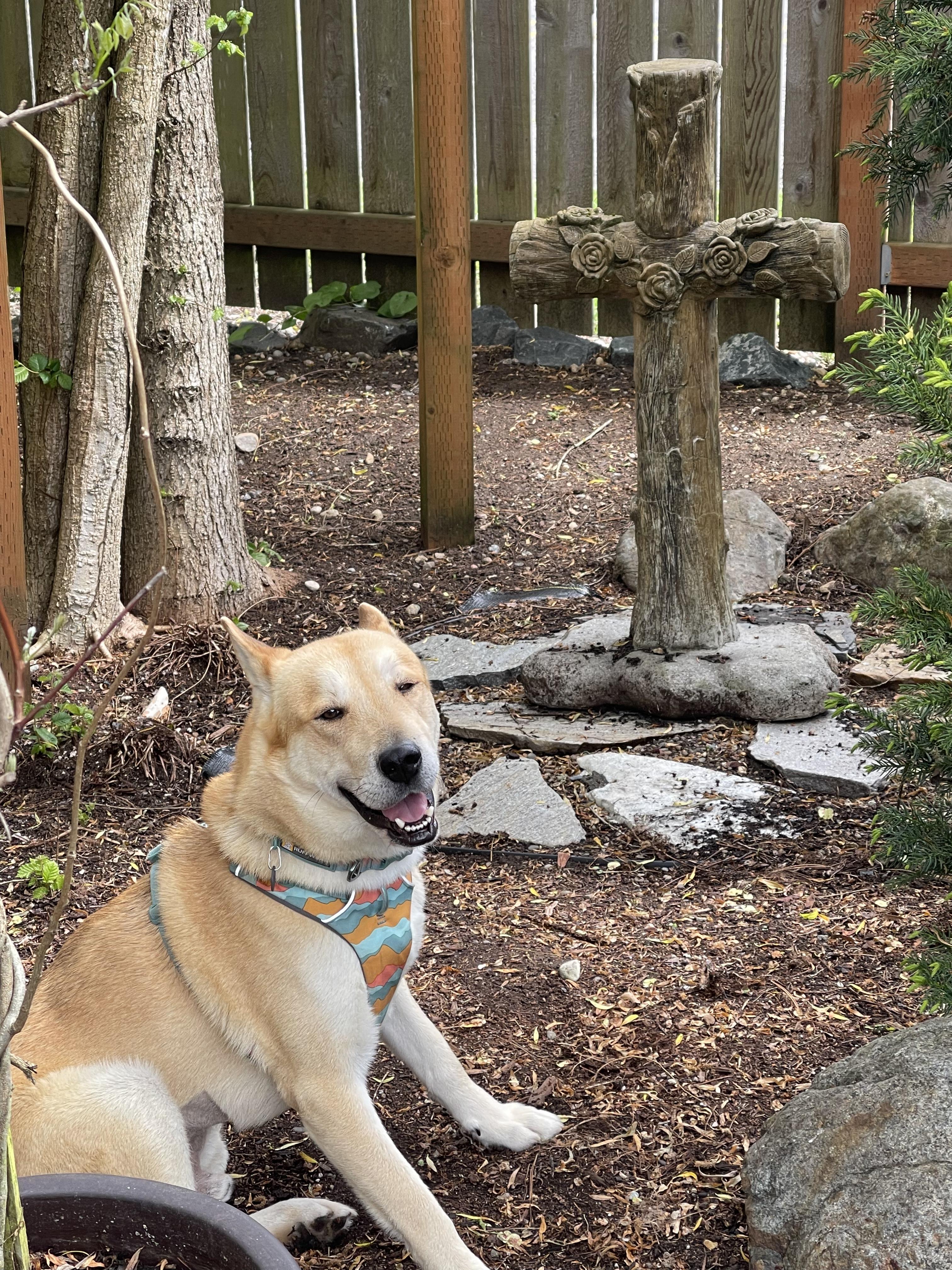 Benito, a Adoptable mixed breed in Seattle , WA image 3/5