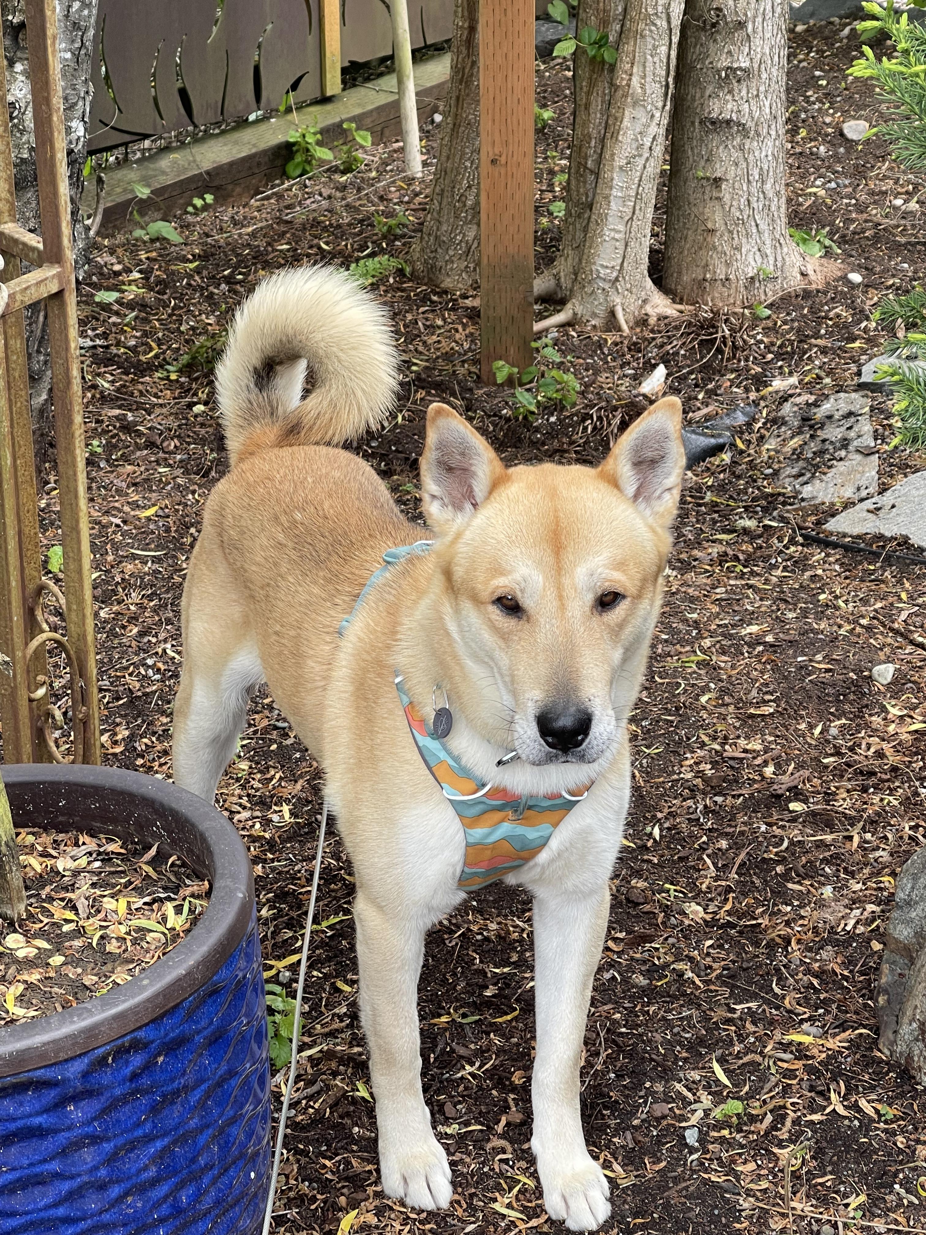 Benito, a Adoptable mixed breed in Seattle , WA image 4/5