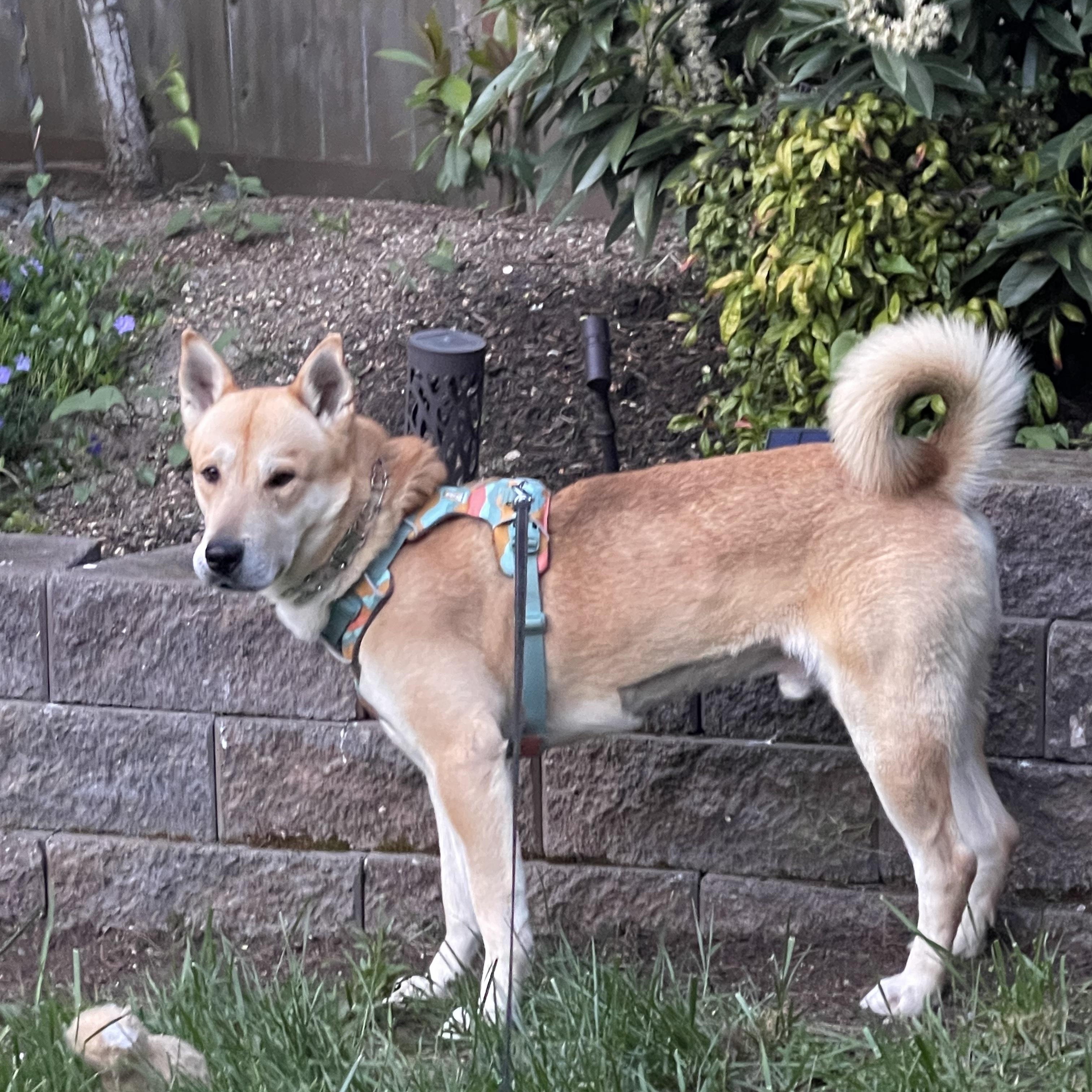 Benito, a Adoptable mixed breed in Seattle , WA image 5/5
