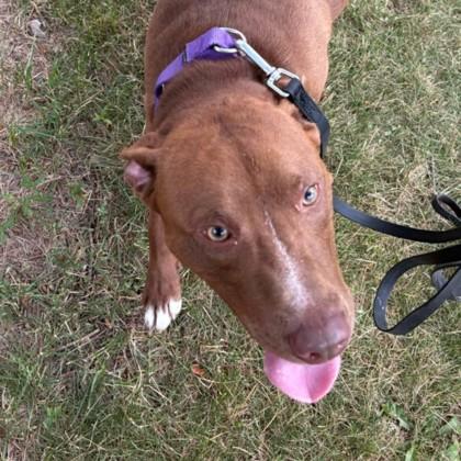 Enlarge Pat, a Adoptable mixed breed in Syracuse, NY image 2/3