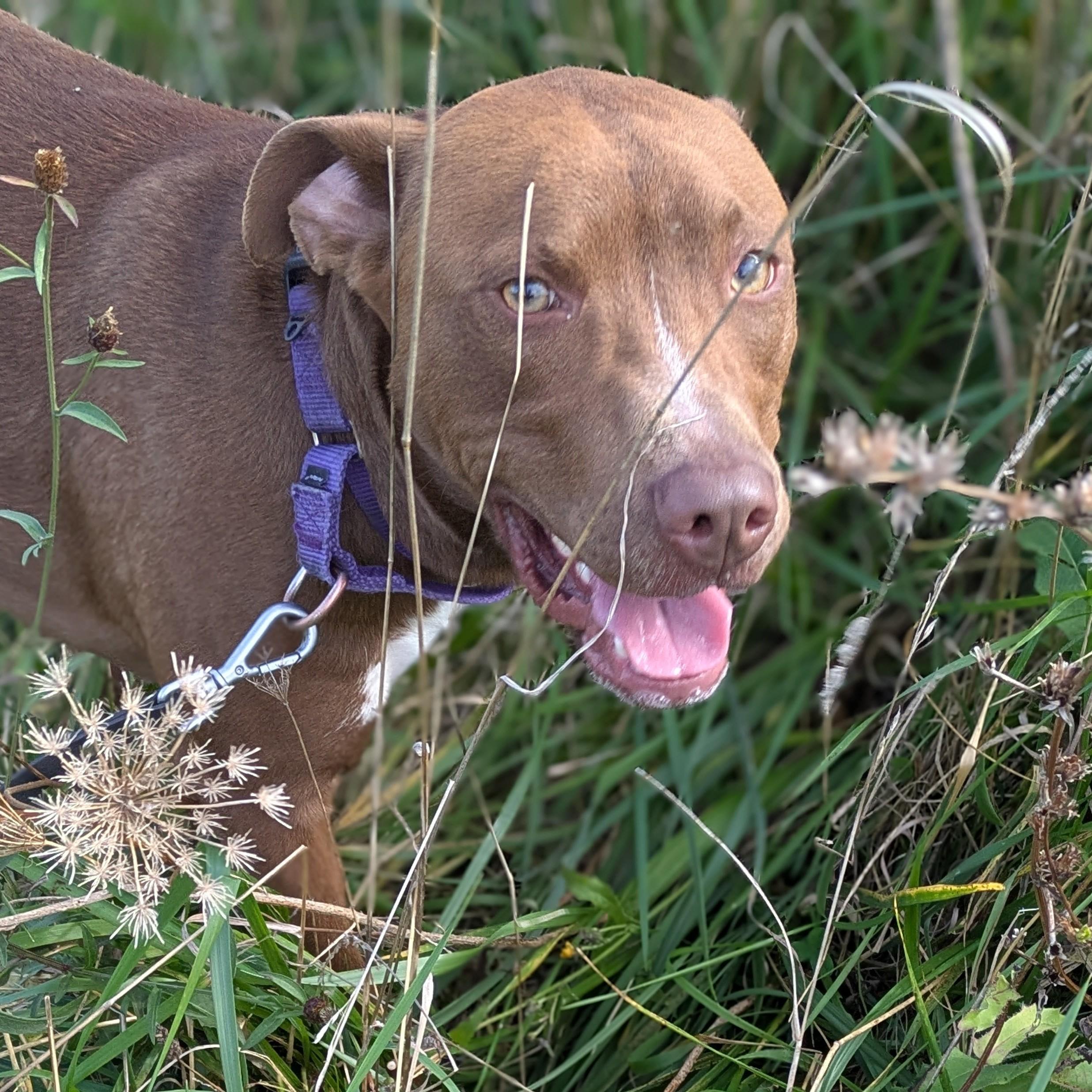Enlarge Pat, an adopted mixed breed in Syracuse, NY image 2/3