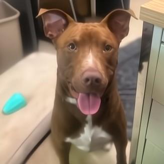 Pat, Adoptable, Adult Male Pit Bull Terrier.