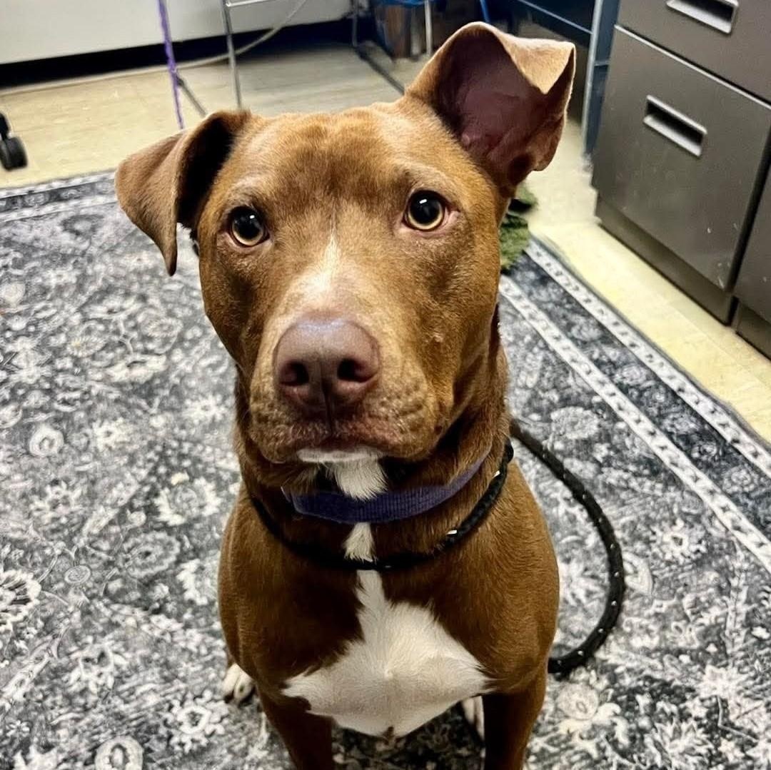 Pat, Adoptable, Adult Male Pit Bull Terrier.