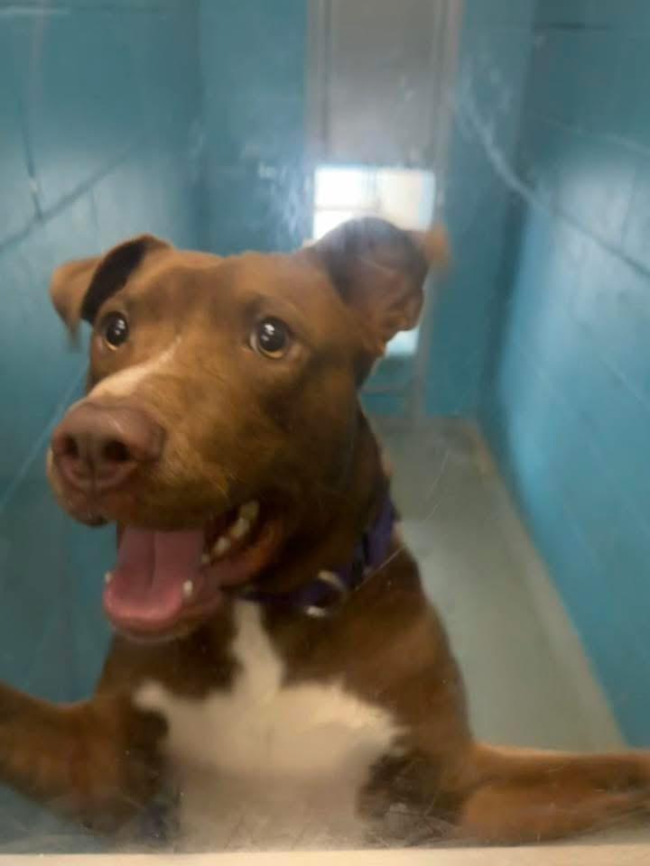 Enlarge Pat, a Adoptable mixed breed in Syracuse, NY image 3/3