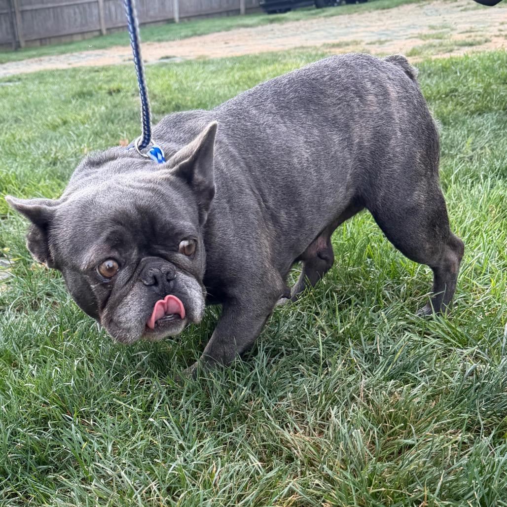 Mabel, Adoptable, Adult Female French Bulldog.