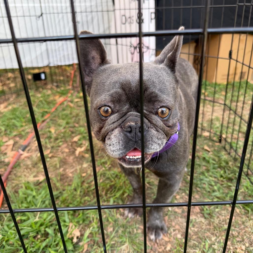 Enlarge Mabel, a Adoptable French Bulldog in West Chester, PA image 2/5