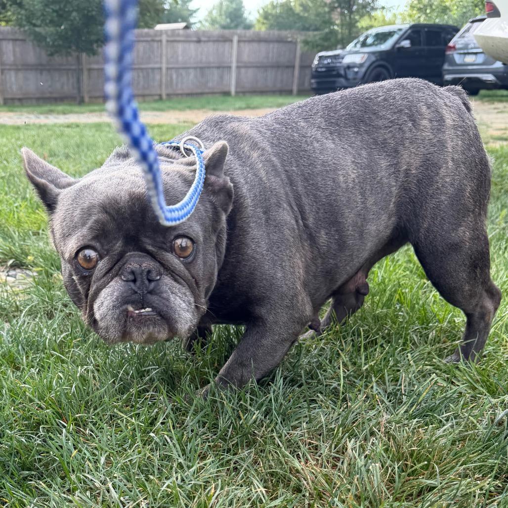 Enlarge Mabel, a Adoptable French Bulldog in West Chester, PA image 3/5