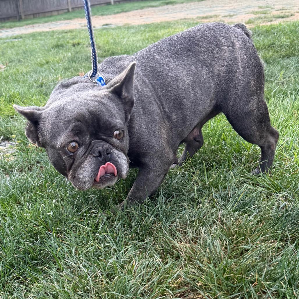 Enlarge Mabel, a Adoptable French Bulldog in West Chester, PA image 4/5