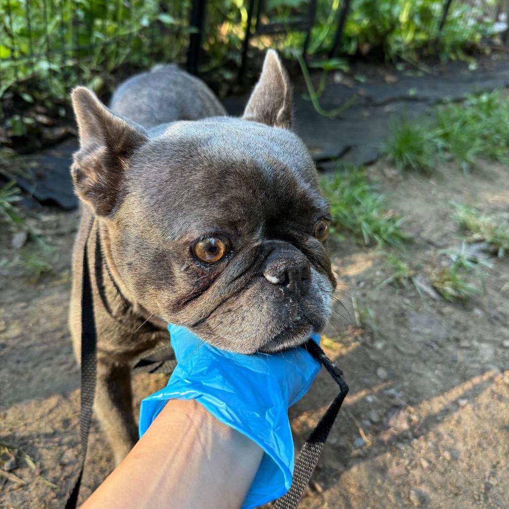 Enlarge Mabel, a Adoptable French Bulldog in West Chester, PA image 5/5