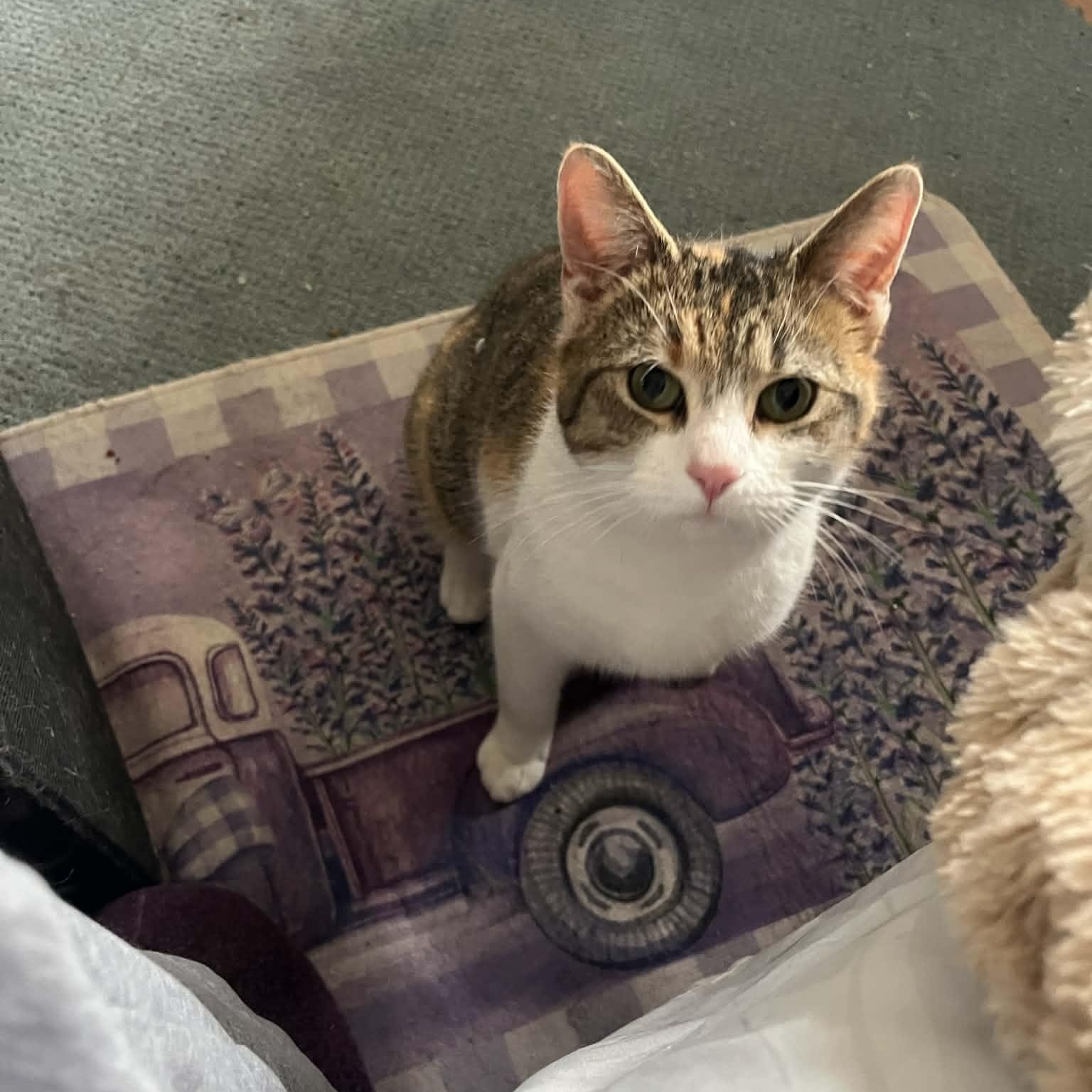 Enlarge Cali, a Adoptable mixed breed in Mastic beach, NY image 2/3