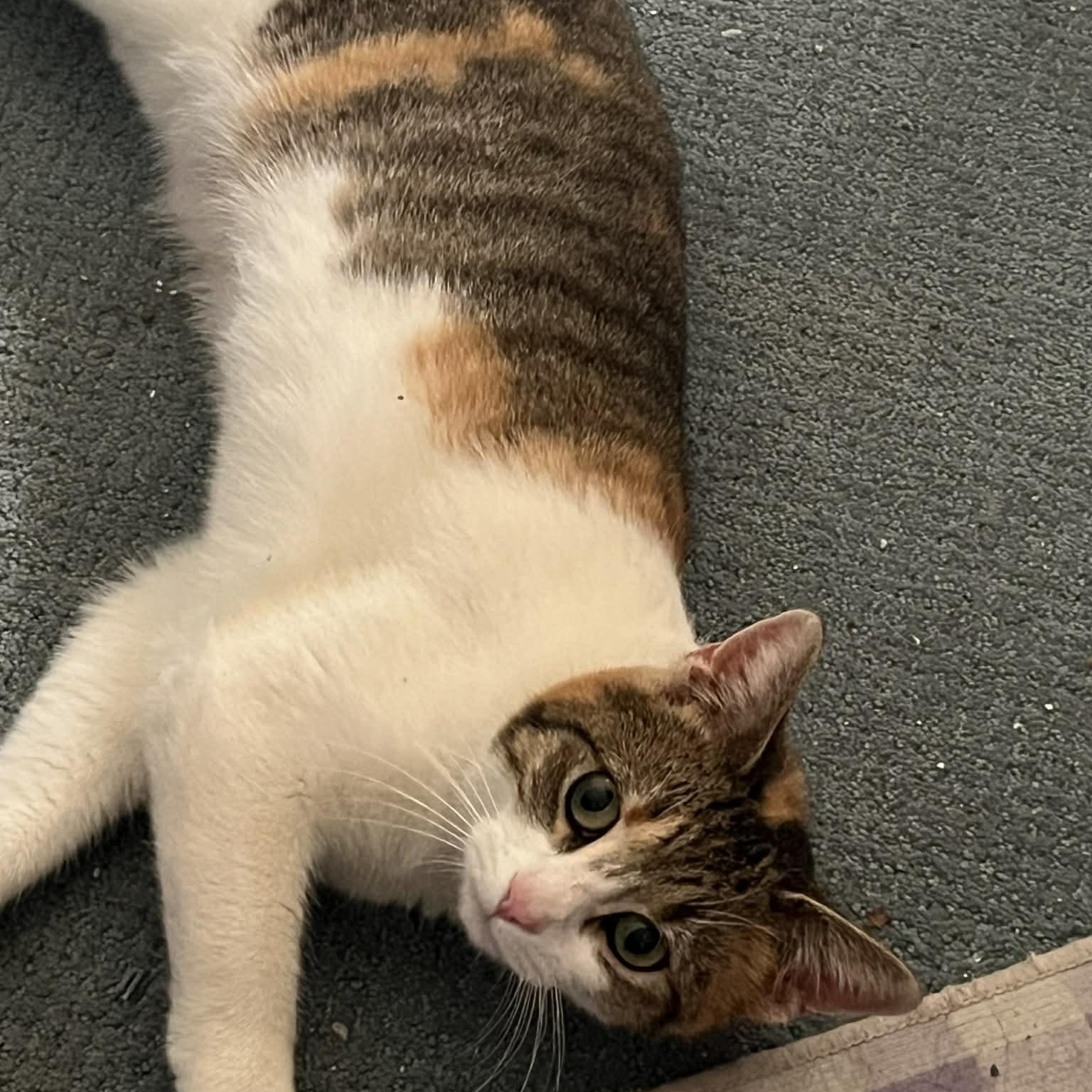 Cali, Adoptable, Kitten Female Calico & Domestic Short Hair.