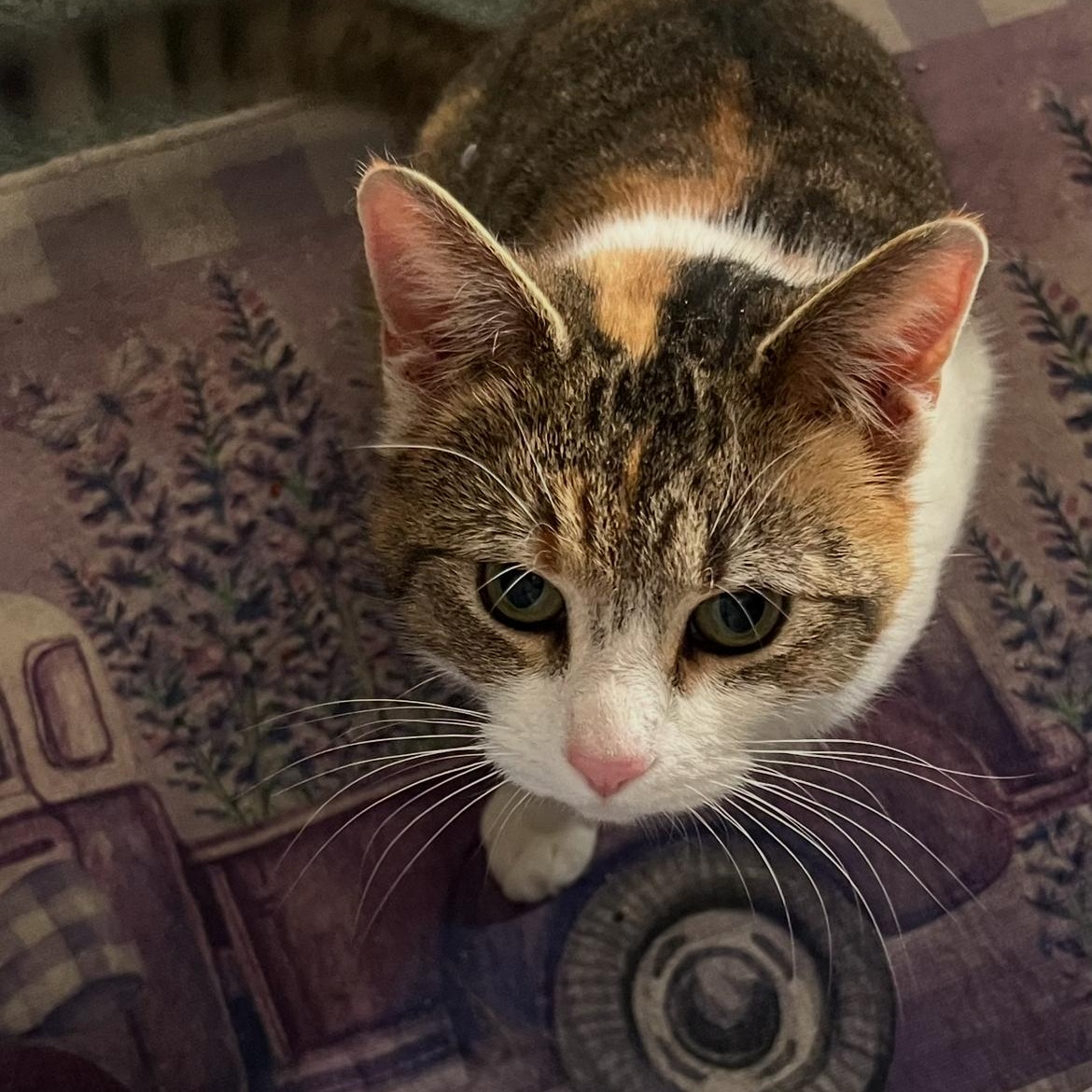 Enlarge Cali, a Adoptable mixed breed in Mastic beach, NY image 3/3