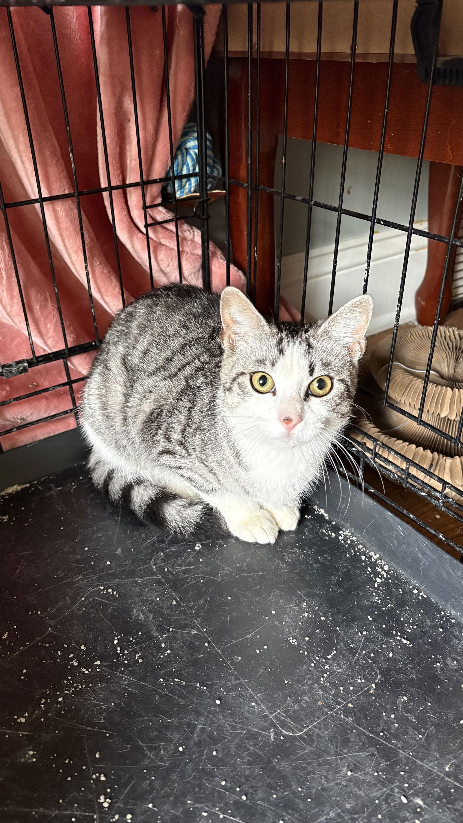 Enlarge Milo, a Adoptable Domestic Short Hair in White Bluff, TN image 1/1