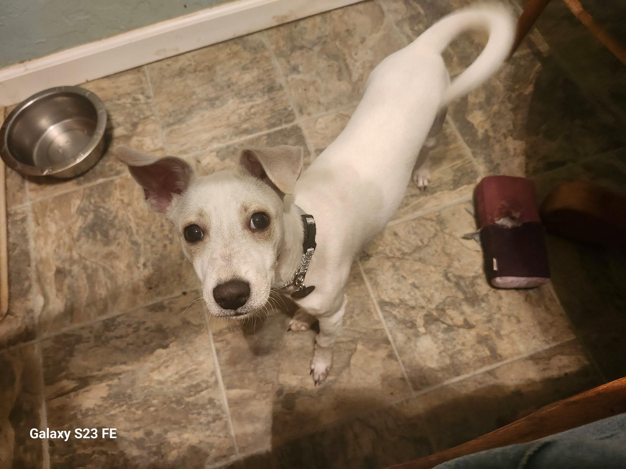 Skippy, a Adoptable mixed breed in Livermore, CA image 2/3