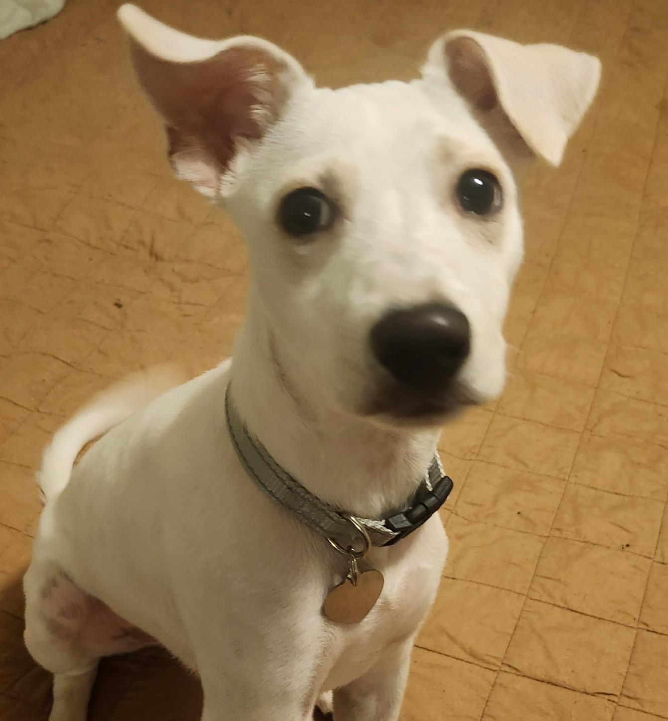 Skippy, Adoptable, Young Male Terrier & Beagle.