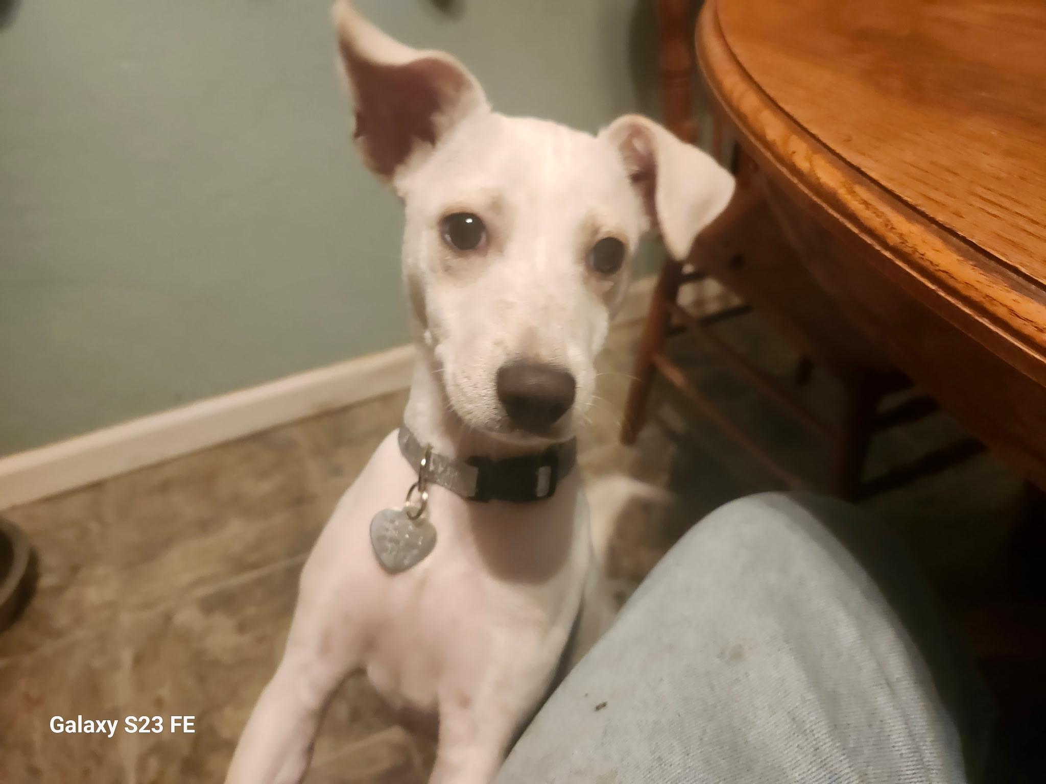 Skippy, a Adoptable mixed breed in Livermore, CA image 3/3