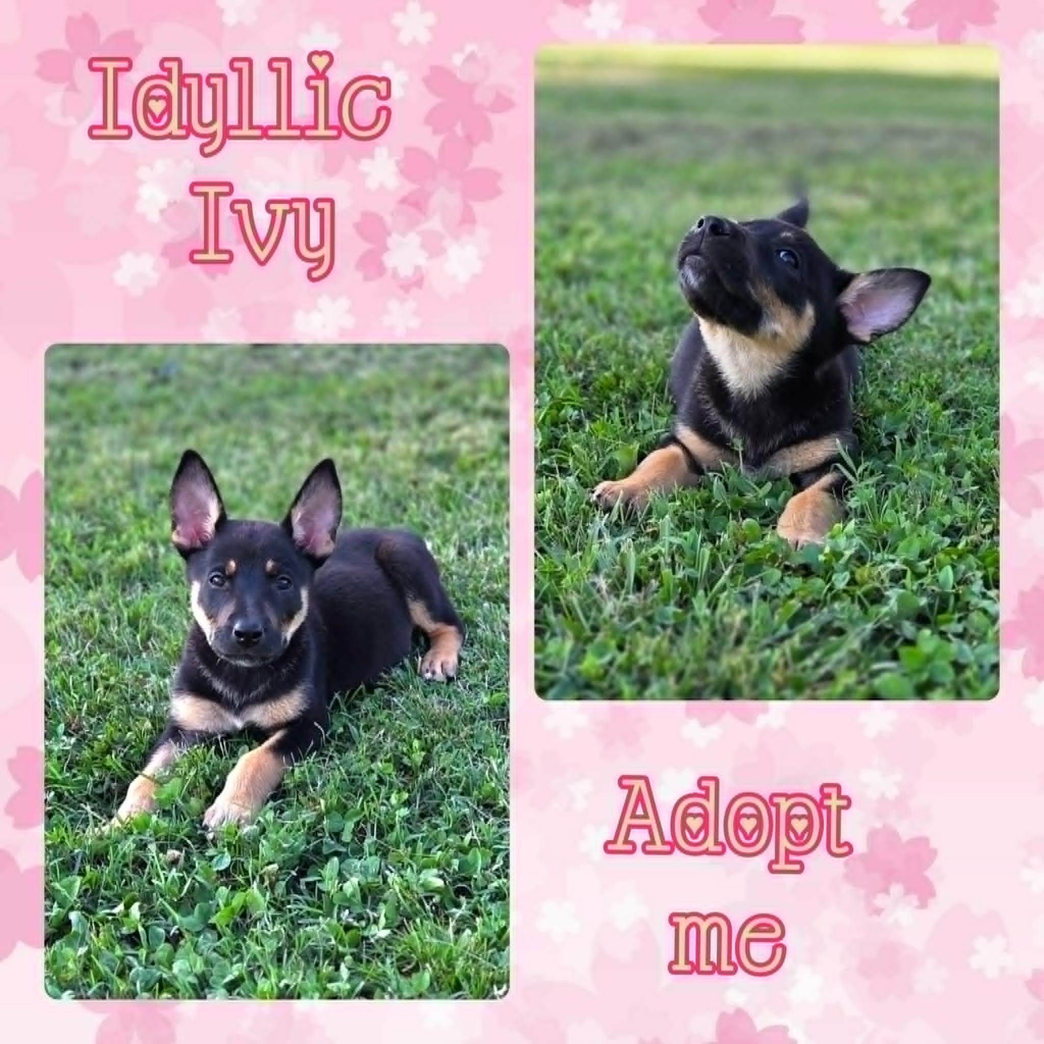 Ivy, a ADOPTABLE mixed breed in Grove, OK image 3/5