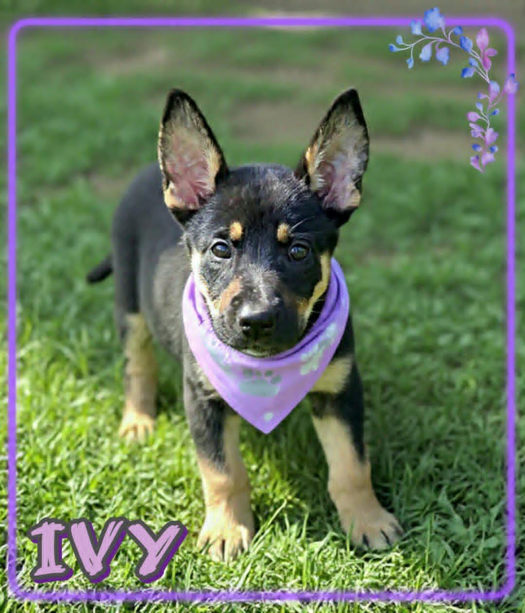 Ivy, a ADOPTABLE mixed breed in Grove, OK image 4/5