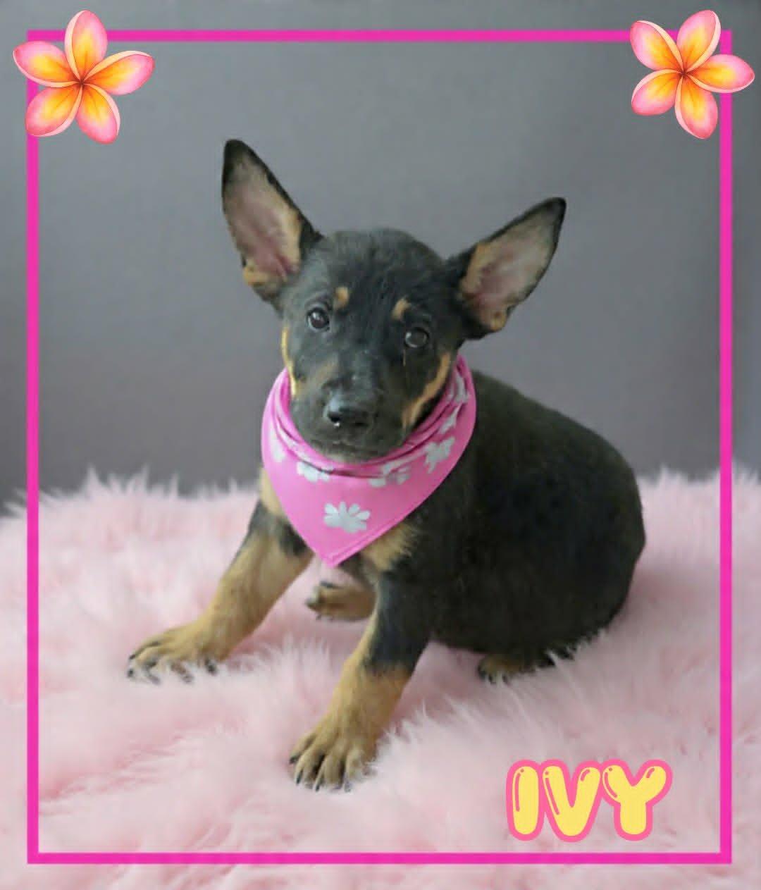 Ivy, a ADOPTABLE mixed breed in Grove, OK image 1/5