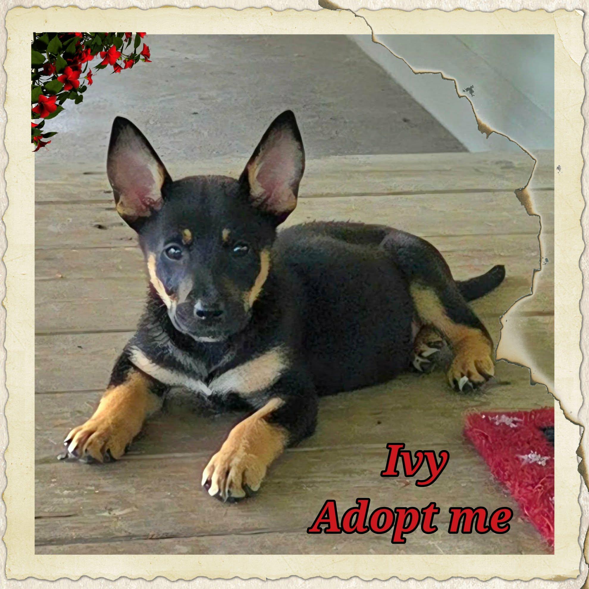 Ivy, a ADOPTABLE mixed breed in Grove, OK image 2/5