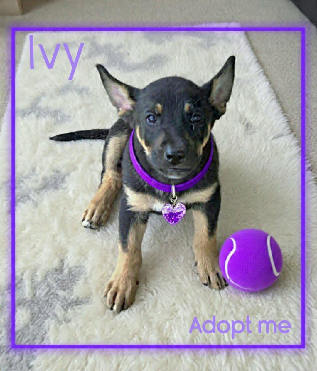 Ivy, a ADOPTABLE mixed breed in Grove, OK image 5/5