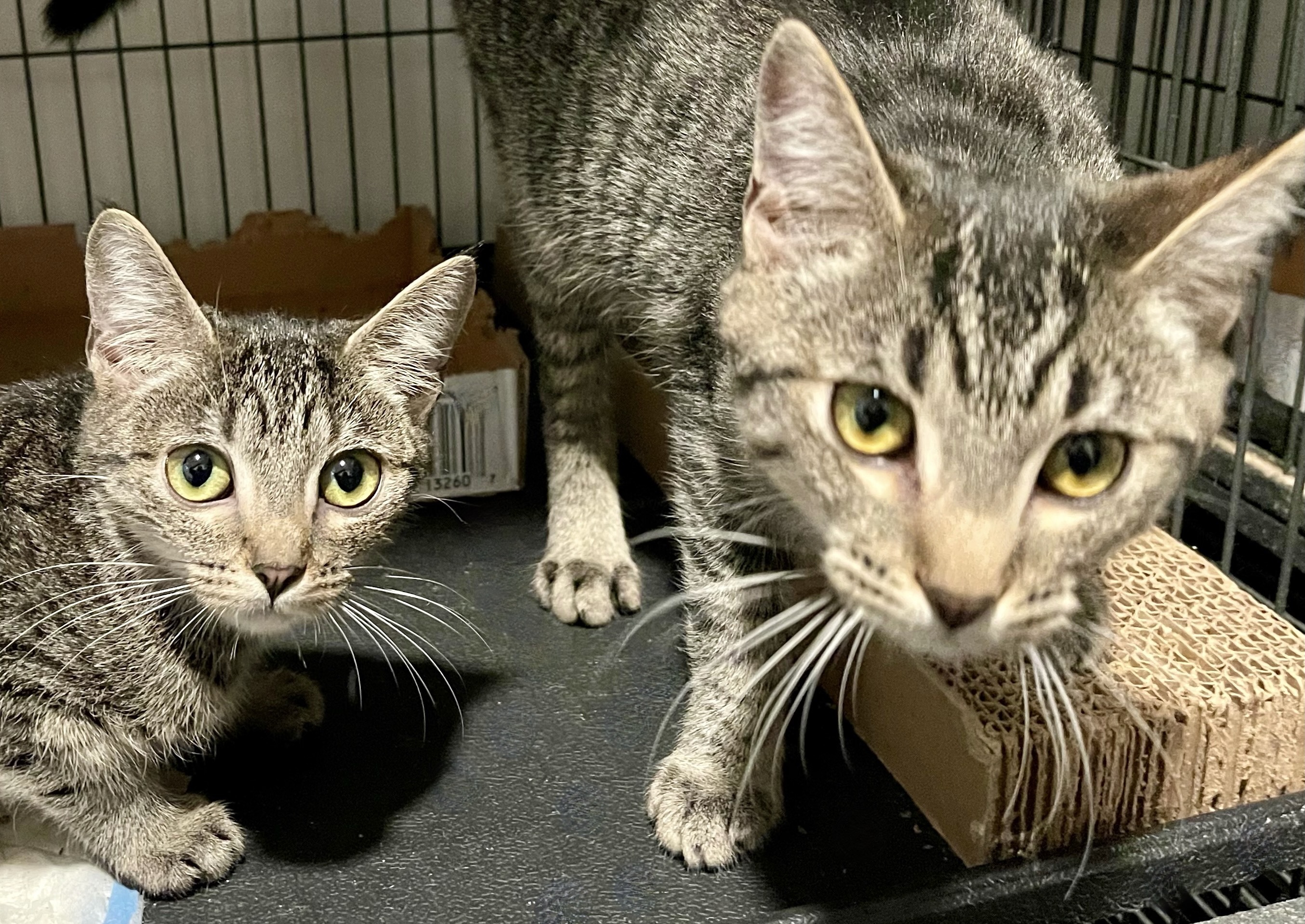 Enlarge Lewis & Alice, a Adoptable Domestic Short Hair in Los Angeles, CA image 1/1