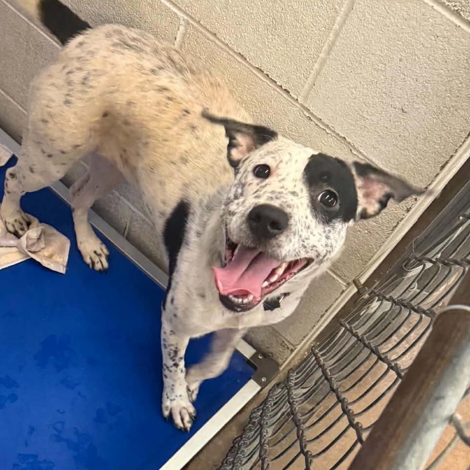 Canoe, Adoptable, Young Female Australian Cattle Dog / Blue Heeler & Pit Bull Terrier.