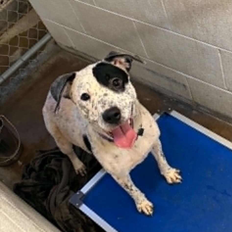 Enlarge Canoe, a Adoptable mixed breed in Stephenville, TX image 2/4