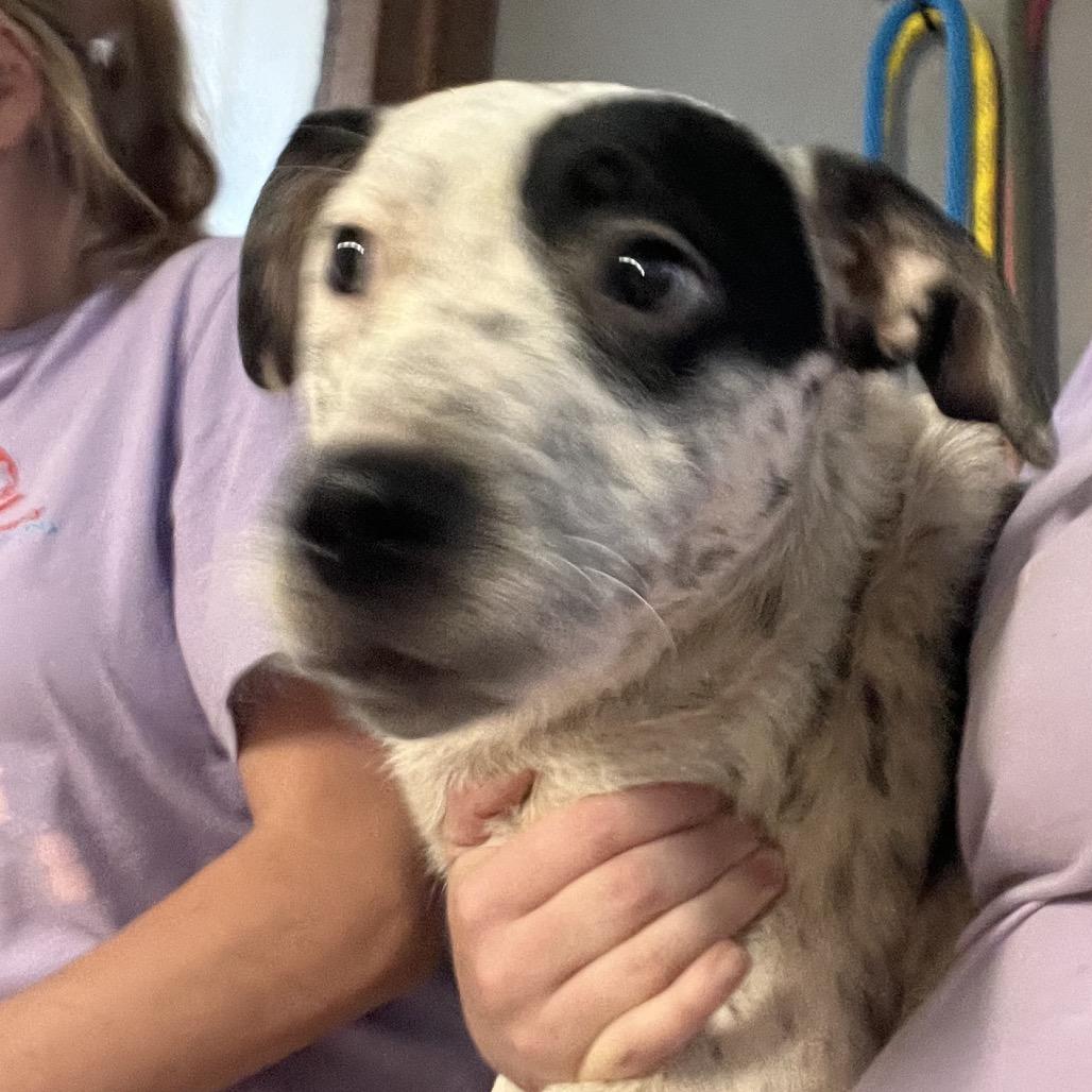 Enlarge Canoe, a Adoptable mixed breed in Stephenville, TX image 3/4