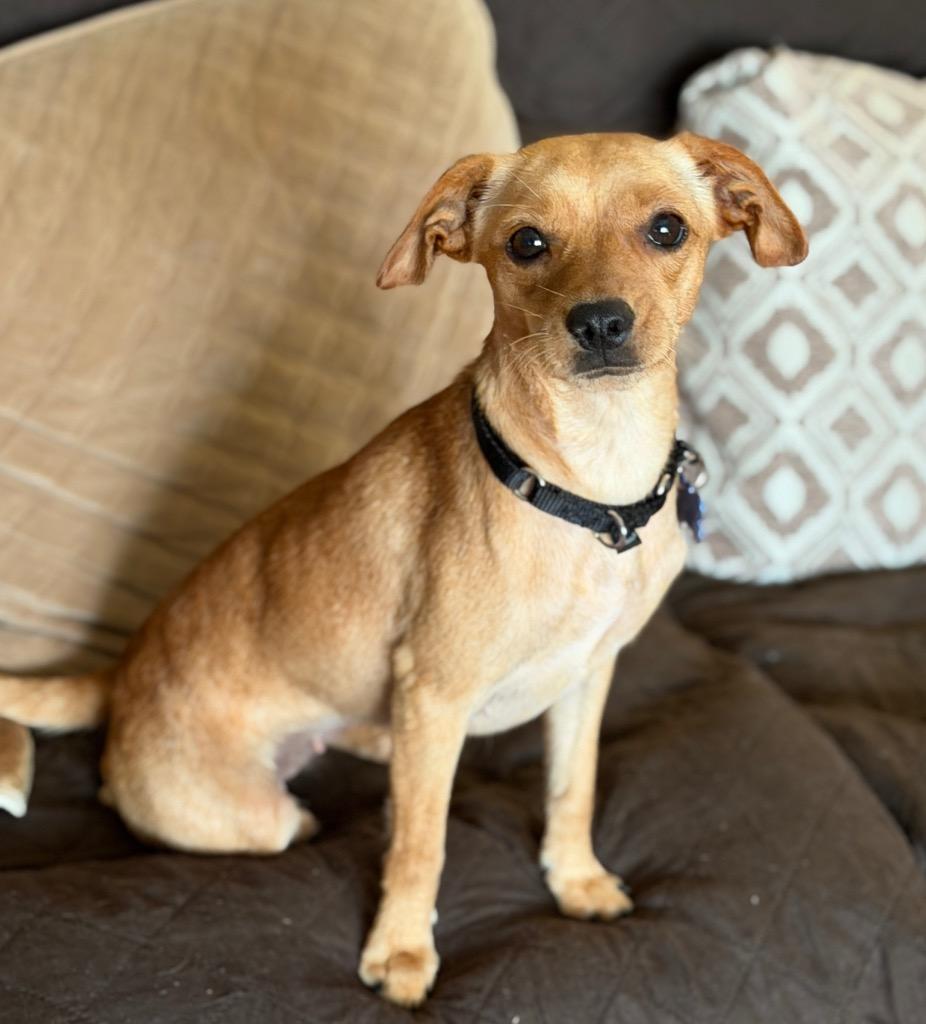 Cindy, Adoptable, Young Female Chihuahua & Mixed Breed.