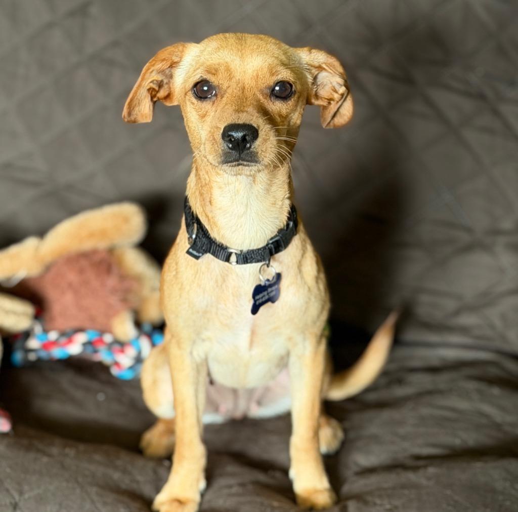 Cindy, a Adoptable mixed breed in Columbia, IL image 2/4