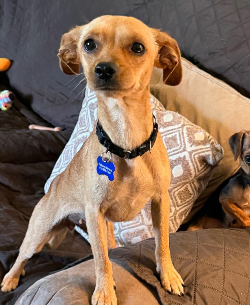 Cindy, a Adoptable mixed breed in Columbia, IL image 3/4