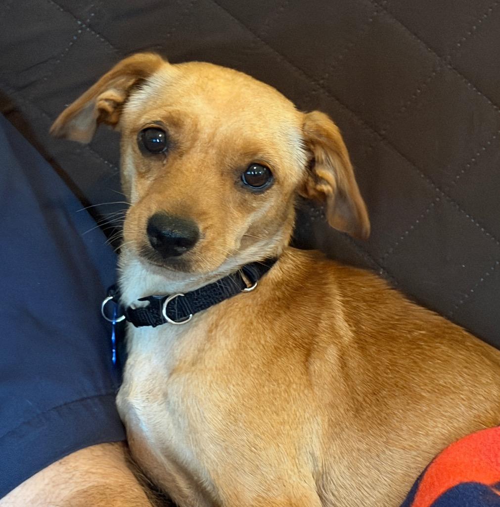 Cindy, a Adoptable mixed breed in Columbia, IL image 4/4