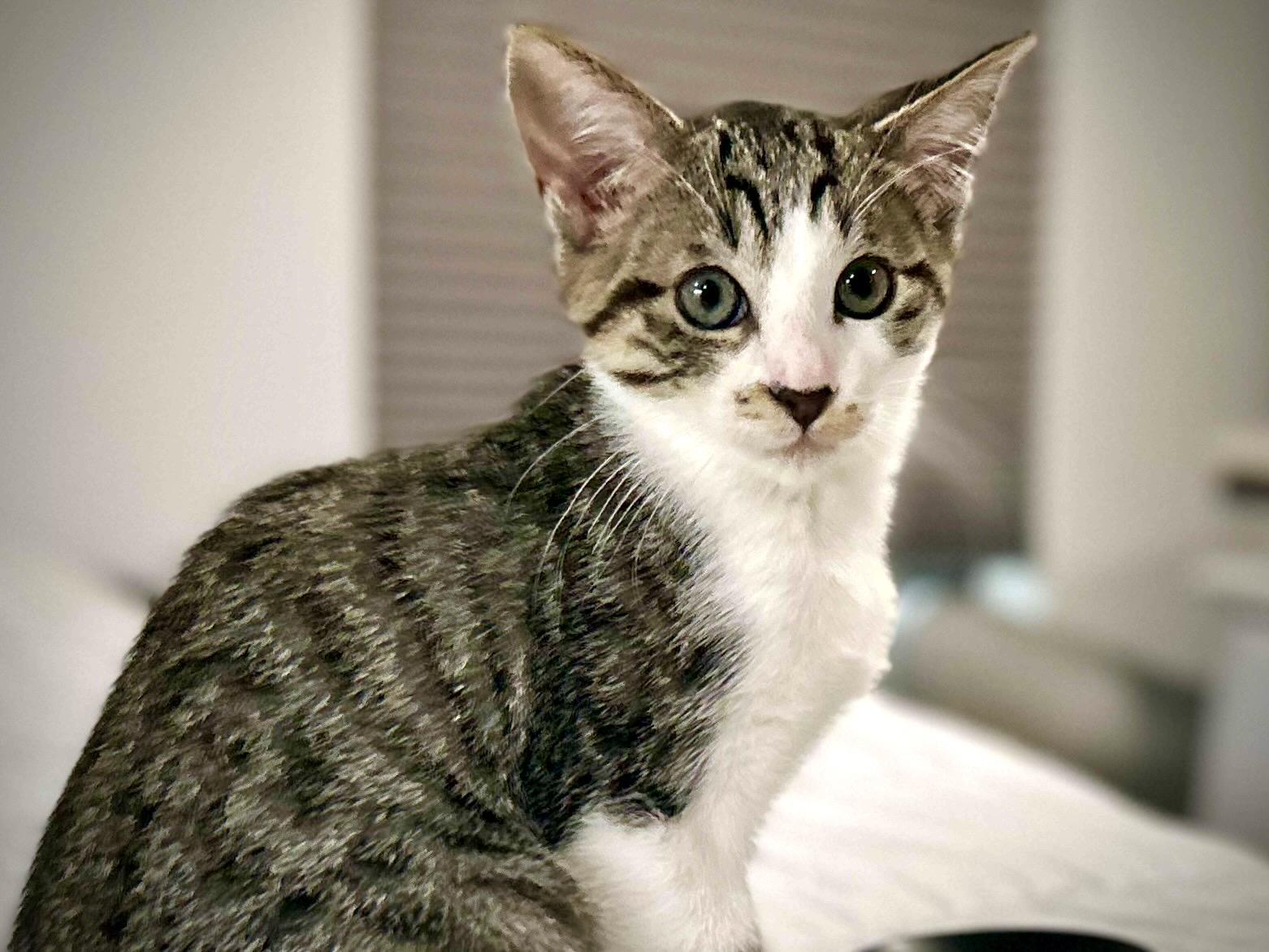 Lorelei, Adoptable, Young Female Tabby.